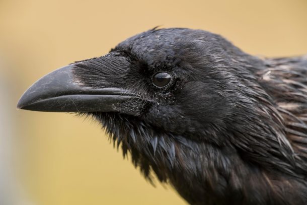 Ravens have emotional quirks similar to humans, study finds – Authcom