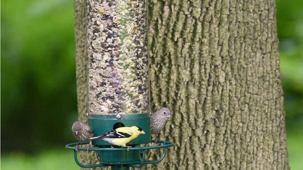 Best Bird Feeder Authcom Industries Inc