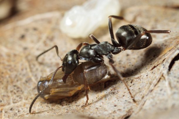 New study reveals how a unique fungus creates ‘zombie ants’ – Authcom