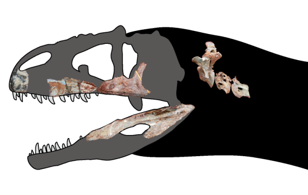 This newly-discovered dinosaur was a massive carnivore with shark-like ...